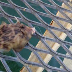 アジは好調（但しサイズはあともうちょっと）下関フィッシングパーク